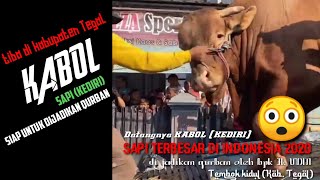 SAPI TERBESAR 2020 DITEGAL (KABUL 1,3 Ton KEDIRI)