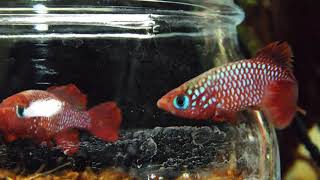 Nothobranchius cardinalis:the red Killifish!!