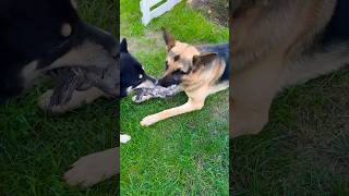 #who #will #win #unstoppable #dog #shiba #germanshepherd #playtime #trending #fyp