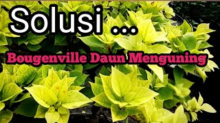 Mengatasi Daun menguning pada Bougenville