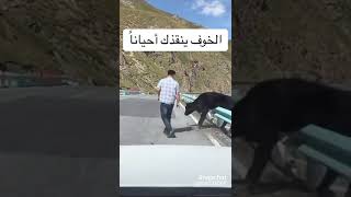 الخوف ينقذك احيانا