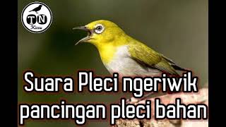 Suara pleci ngeriwik agar cepat buka paruh dan bongkar isian || pancingan pleci paling ampuh #pleci