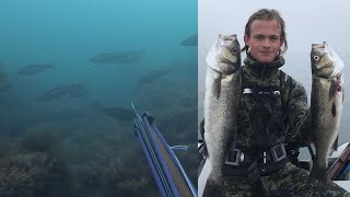 Spearfishing Sea Bass in West Sussex