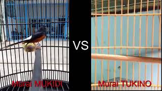 SUARA BURUNG - Duel 2 Juara  Burung Murai Batu   Berani Belajar jadi Juri Burung Murai...?!