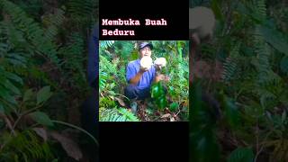 MEMBUKA BUAH BEDURU DI HUTAN