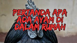 kisah ayam di dalam rumah!!