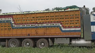 COMO LOGRAR MAYOR PRODUCCIÓN EN LA SIEMBRA DE SANDÍA 🍉.