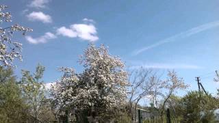 Clouds and Apple Tree 2012 (Time-lapse)