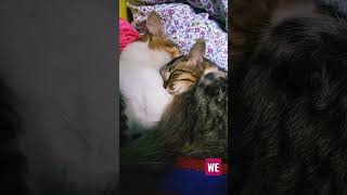 Cats Love| We-The Time Travellers #cat #cats #catvideos