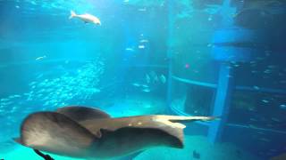 Whale Shark at Osaka Aquarium