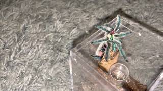 Brazilian Jewel tarantula (Typhoclaena seladonia) mating