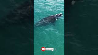 Southern Right Whale