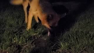 Dog Tearing Up Chicken Feet CRUNCH CRUNCH CRUNCH!