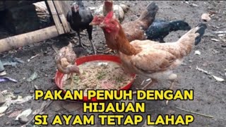 PAKAN AYAM PENUH DENGAN HIJAUAN || AYAM TETAP LAHAP