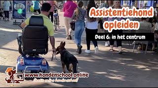 Assistentiehond opleiden - deel 6