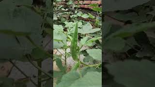 Bhindi aur bhindi ka phool #flowers #nature #plants #viralvideos #viralshort