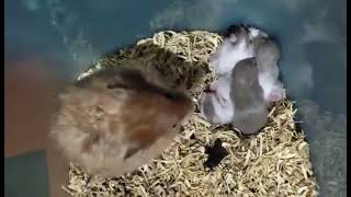 3 Week Old Teddy Bear Hamster