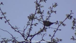 Whitethroat