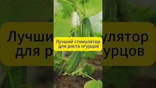 Лучший стимулятор для огурцов  #дача #огород #огурцы  #рецепты