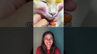 unbelievable cats story Reaction #miawmiaw #sadcat #eyesonisha