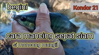 cara mancing ikan sepat siam