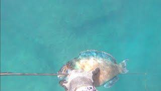 Catch & Cook- Butter Poached Pananu (Spearfishing Hawaii)