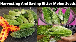 Bitter Melon Harvesting l How To Save Bitter Melon Seeds For Growing Next Year