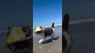 #cat #catvideos #sea or #ocean