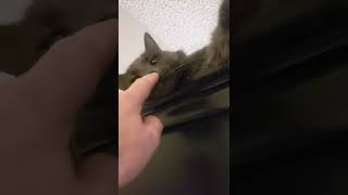 Fun with Cats ep 3 - Boop