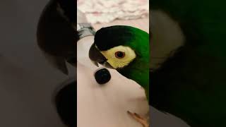 Cutest parrot tries to open a bottle | Pneuma the Yellow Collared Macaw being her inquisitive self