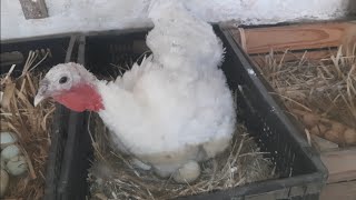 Colocando a Perua Para Chocar, Colhendo Alguns Ovos.