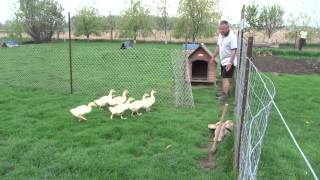 Dad call geese - 2015 May - Sony HX60V