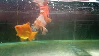 Giant oranda goldfish