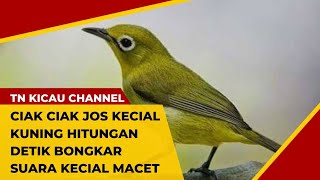 CIAK CIAK JOS KECIAL KUNING HITUNGAN DETIK BONGKAR SUARA KECIAL MACET