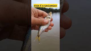 Essa é a SAICANGA! Peixe cachorro! #pesca #fishing