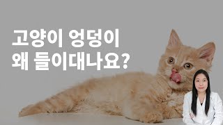 궁디팡팡 유발! 고양이 엉덩이 보여주는 이유 5가지는?