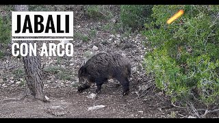 Bowhunting - Espera de Jabalí con Arco - Albacete