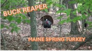 Maine Turkey Youth Hunt