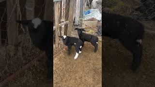 Baby lambs waking up