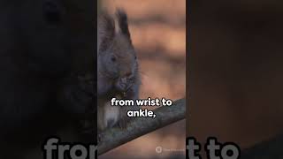 Siberian Flying Squirrel 🐿️🐿️🐿️