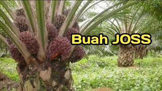 Panen pokok sawit sedang buah keliling -Dodos desa