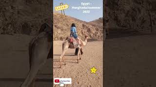 #shorts  #on Camilla's back #Safari #Egypt/Hurghada summer 2022