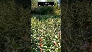 kokilax - hygrophila spinosaकोकिलाक्ष#ayurvedmedicine #ayu#ayyreel#medicinalherbs#medicinalplants