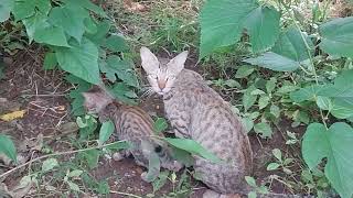 🦁  🐈  Lion Cat In Nature - @PMLoveNatureClasses