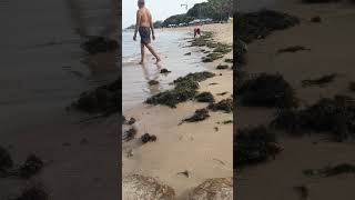 Cara Mencari Cacing Laut Atau Cacing Pantai SEPINGAN Untuk Umpan Mancing, Cara Mudah Dapat Ikan