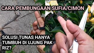 Memgatasi masalah tunas hanya tumbuh di ujung,, | cara pembungaan SUFIA/CIMON