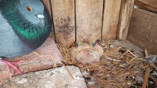 Breeder pair ke chicks a gaye hain Alhamdulillah #MAsadBirds #pairke #chicks