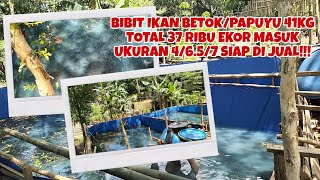 MELEPAS BIBIT IKAN BETOK / PAPUYU 41KG TOTAL 37 RIBU EKOR MASUK UKURAN 4/6.5/7!!!