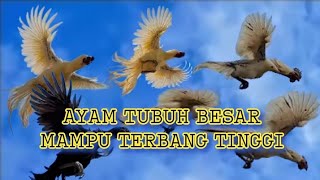 Ayam luar biasa - tubuh besar mampu terbang tinggi