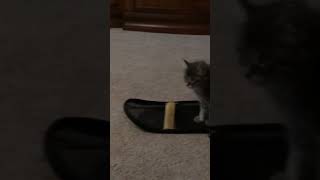 Funny cat video